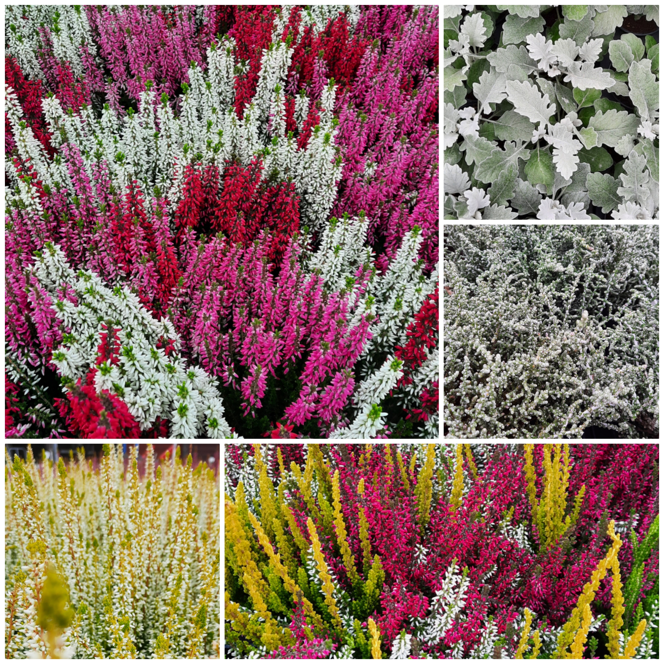 photocollage 2025926124113396